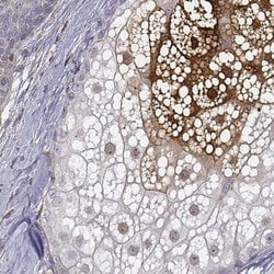 Invitrogen GSDMA Polyclonal Antibody 100 &mu;L; Unconjugated:Antibodies,