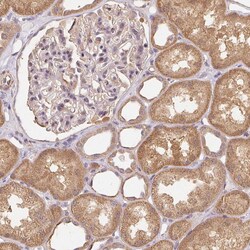 Invitrogen REV3L Polyclonal Antibody 100 &mu;L; Unconjugated:Antibodies,