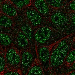 Invitrogen BATF Polyclonal Antibody 100 &mu;L; Unconjugated:Antibodies,