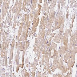 Invitrogen BATF Polyclonal Antibody 100 &mu;L; Unconjugated:Antibodies,