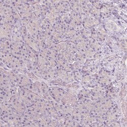 Invitrogen BATF Polyclonal Antibody 100 &mu;L; Unconjugated:Antibodies,