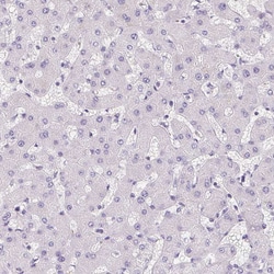 Invitrogen Aquaporin 5 Polyclonal Antibody 100 &mu;L; Unconjugated:Antibodies,