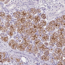 Invitrogen Aquaporin 5 Polyclonal Antibody 100 &mu;L; Unconjugated:Antibodies,
