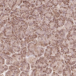 Invitrogen RIC3 Polyclonal Antibody 100 &mu;L | Buy Online | Invitrogen&trade; | Fisher Scientific