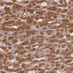 Invitrogen CLASP1 Polyclonal Antibody 100 &mu;L; Unconjugated:Anticorps,