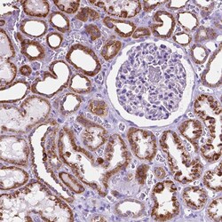 Invitrogen GDPD5 Polyclonal Antibody 100 &mu;L; Unconjugated:Antibodies,