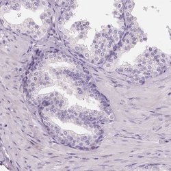 Invitrogen HSD17B1 Polyclonal Antibody 100 &mu;L; Unconjugated:Antibodies,