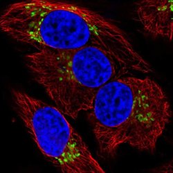 Invitrogen GALNT7 Polyclonal Antibody 100 &mu;L; Unconjugated:Antibodies,