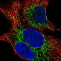 Invitrogen SMIM12 Polyclonal Antibody 100 &mu;L; Unconjugated:Antibodies,