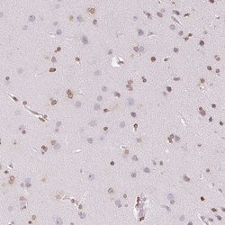 Invitrogen SMIM12 Polyclonal Antibody 100 &mu;L; Unconjugated:Antibodies,