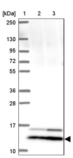 Invitrogen SMIM12 Polyclonal Antibody 100 &mu;L | Buy Online | Invitrogen&trade; | Fisher Scientific