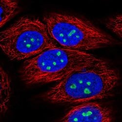 Invitrogen DENND4A Polyclonal Antibody 100 &mu;L; Unconjugated:Antibodies,