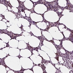 Invitrogen DENND4A Polyclonal Antibody 100 &mu;L; Unconjugated:Antibodies,