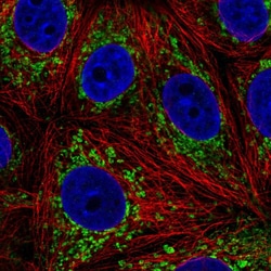 Invitrogen L2HGDH Polyclonal Antibody 100 &mu;L; Unconjugated:Antibodies,