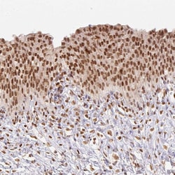 Invitrogen NFE2L1 Polyclonal Antibody 100 &mu;L; Unconjugated:Antibodies,