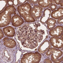 Invitrogen UBXN2A Polyclonal Antibody 100 &mu;L; Unconjugated:Antibodies,