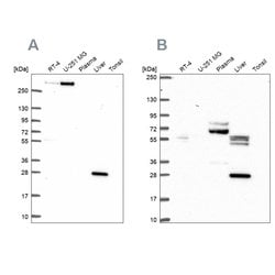 Invitrogen QDPR Polyclonal Antibody 100 &mu;L; Unconjugated:Antibodies,