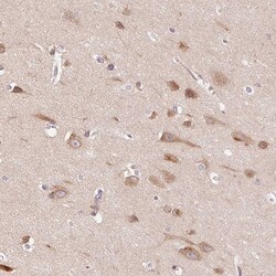 Invitrogen SMIM13 Polyclonal Antibody 100 &mu;L; Unconjugated:Antibodies,