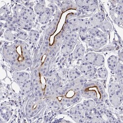Invitrogen PROL1 Polyclonal Antibody 100 &mu;L; Unconjugated:Antibodies,