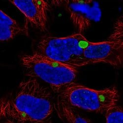 Invitrogen KLHL15 Polyclonal Antibody 100 &mu;L; Unconjugated:Antibodies,