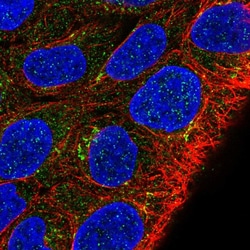 Invitrogen MKRN2OS Polyclonal Antibody 100 &mu;L; Unconjugated:Antibodies,