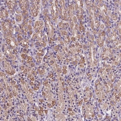 Invitrogen MKRN2OS Polyclonal Antibody 100 &mu;L; Unconjugated:Antibodies,