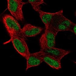 Invitrogen MIER3 Polyclonal Antibody 100 &mu;L; Unconjugated:Antibodies,