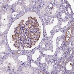 Invitrogen ZZZ3 Polyclonal Antibody 100 &mu;L; Unconjugated:Antibodies,
