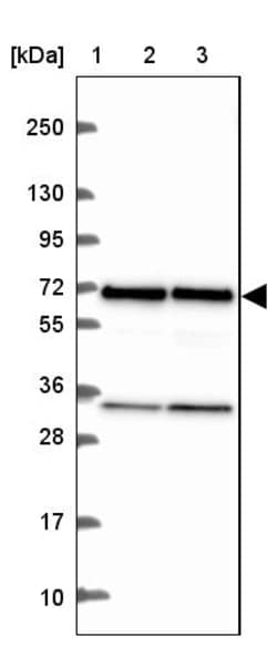Invitrogen eIF3d Polyclonal Antibody 100 &mu;L; Unconjugated:Antibodies,