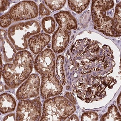 Invitrogen GOLT1B Polyclonal Antibody 100 &mu;L; Unconjugated:Antibodies,