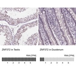 Invitrogen ZNF572 Polyclonal Antibody 100 &mu;L; Unconjugated:Antibodies,