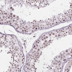 Invitrogen ZNF572 Polyclonal Antibody 100 &mu;L; Unconjugated:Antibodies,