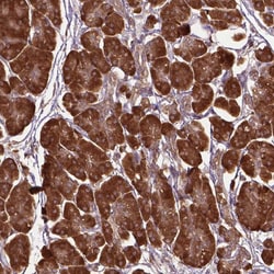 Invitrogen GAS1 Polyclonal Antibody 100 &mu;L; Unconjugated:Antibodies,