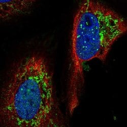 Invitrogen YME1L1 Polyclonal Antibody 100 &mu;L; Unconjugated:Antibodies,