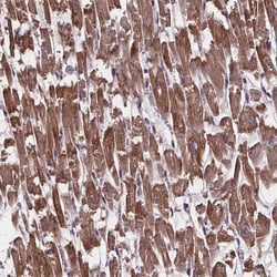Invitrogen YME1L1 Polyclonal Antibody 100 &mu;L; Unconjugated:Antibodies,