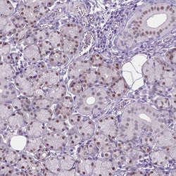 Invitrogen APCDD1L Polyclonal Antibody 100 &mu;L; Unconjugated:Antibodies,