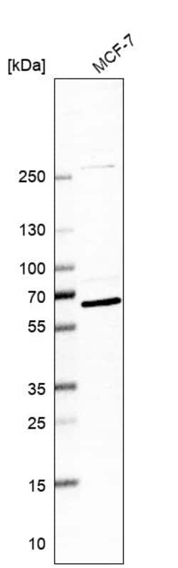 Invitrogen GTF3C5 Polyclonal Antibody 100 &mu;L; Unconjugated:Antibodies,