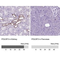 Invitrogen POU3F3 Polyclonal Antibody 100 &mu;L; Unconjugated:Antibodies,