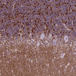 Invitrogen POU3F3 Polyclonal Antibody 100 &mu;L; Unconjugated:Antibodies,