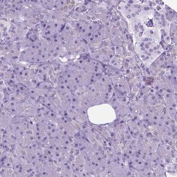 Invitrogen POU3F3 Polyclonal Antibody 100 &mu;L; Unconjugated:Antibodies,