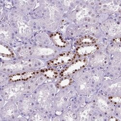 Invitrogen POU3F3 Polyclonal Antibody 100 &mu;L; Unconjugated:Antibodies,