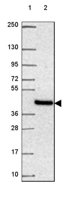 Invitrogen NIPA2 Polyclonal Antibody 100 &mu;L; Unconjugated:Antibodies,