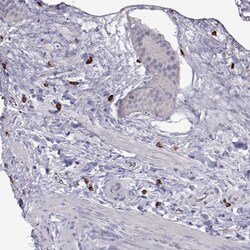 Invitrogen WDR52 Polyclonal Antibody 100 &mu;L; Unconjugated:Anticorps,