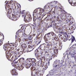 Invitrogen AMOT Polyclonal Antibody 100 &mu;L; Unconjugated:Antibodies,