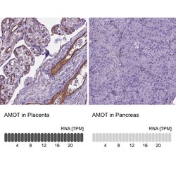 Invitrogen AMOT Polyclonal Antibody 100 &mu;L; Unconjugated:Antibodies,