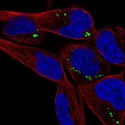 Invitrogen™ SAMD5 Polyclonal Antibody