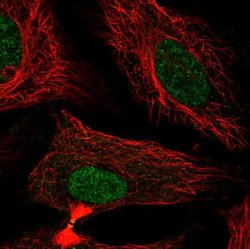 Invitrogen FAM50B Polyclonal Antibody 100 &mu;L; Unconjugated:Antibodies,