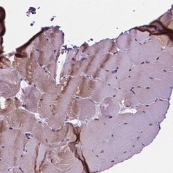 Invitrogen FAM50B Polyclonal Antibody 100 &mu;L; Unconjugated:Antibodies,