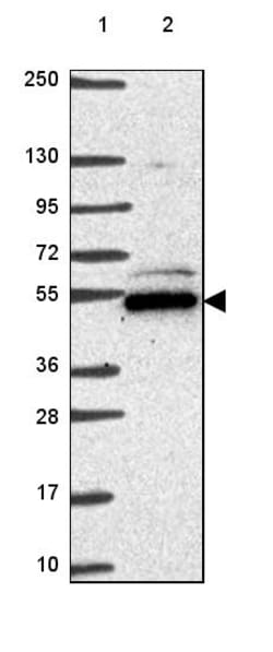 Invitrogen POLR3D Polyclonal Antibody 100 &mu;L | Buy Online | Invitrogen&trade; | Fisher Scientific