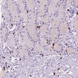 Invitrogen FOXB2 Polyclonal Antibody 100 &mu;L; Unconjugated:Antibodies,